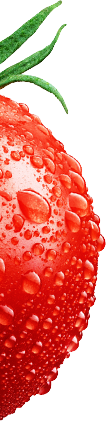 Pomidor