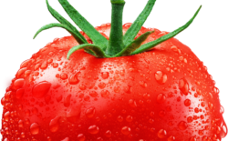 Pomidor